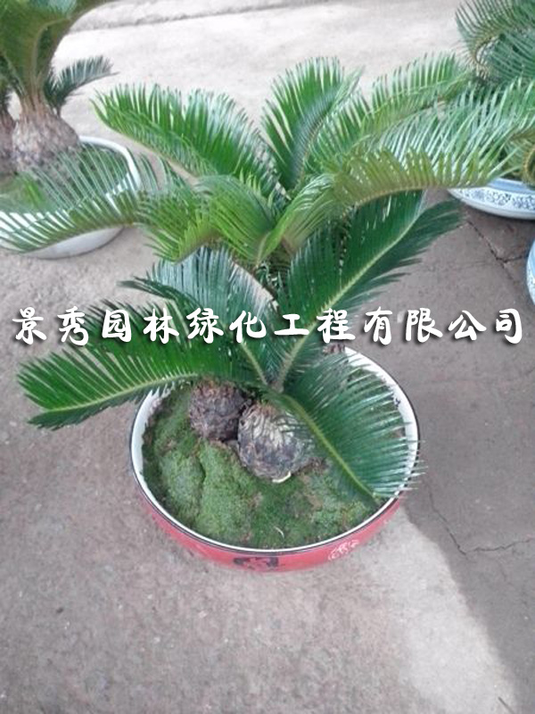 蘇鐵