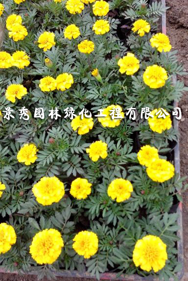 萬(wàn)壽菊