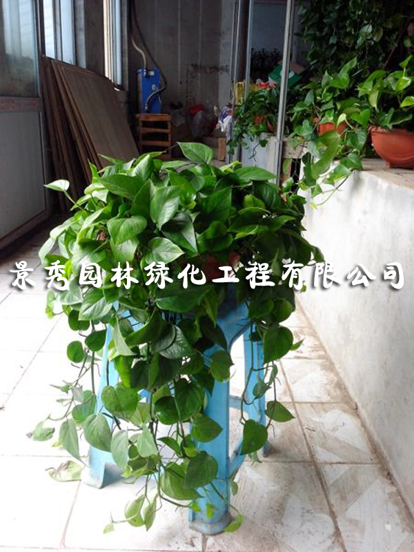 吊綠蘿