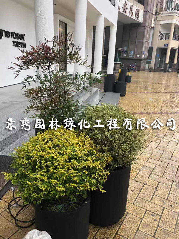 盆景組合
