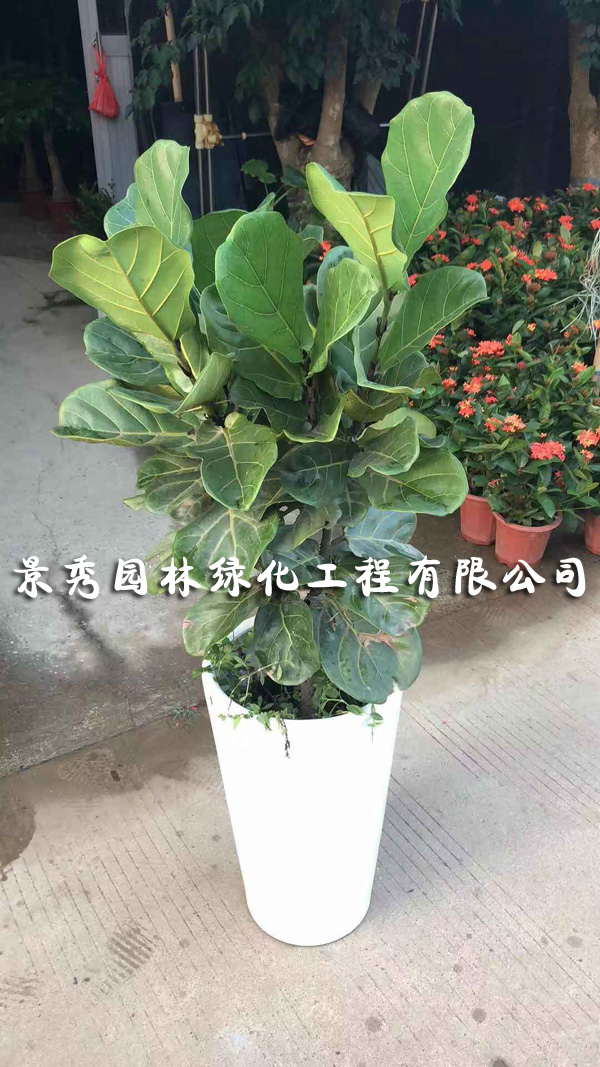 琴葉榕