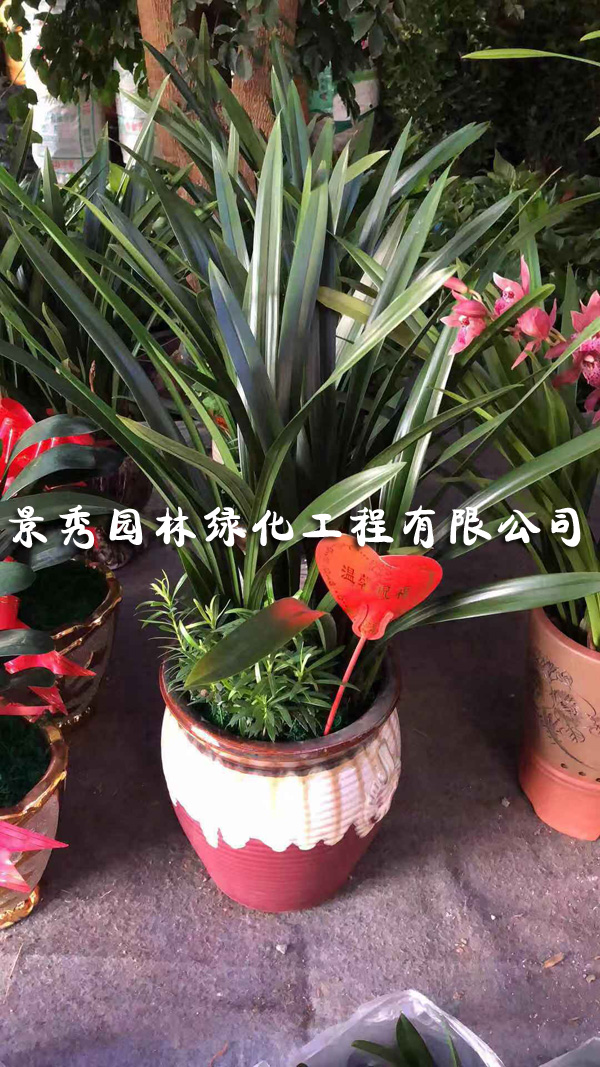 香蘭