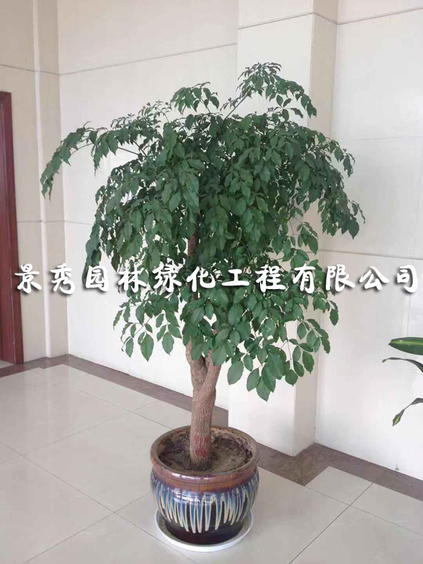 幸福樹(shù)